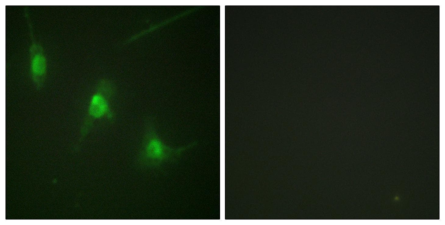 Polyclonal Rabbit anti-Human RPS6KA5 / MSK1 Antibody (phospho-Ser360, IHC, IF)