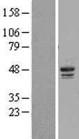 CSNK1D Protein (Over-Expression Lysate Myc-DDK (Flag))
