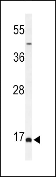 BOD1 Antibody (aa127-155)