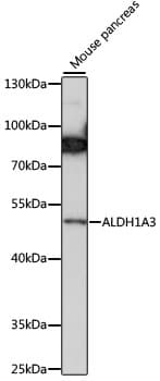 ALDH1A3 Antibody