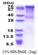 Human PCDHGC4 Protein (Recombinant His)