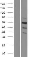 CELF1 / CUGBP1 Protein (Over-Expression Lysate Myc-DDK (Flag))