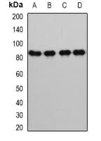 GLNRS / QARS Antibody