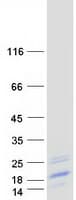 Human BATF Protein (Recombinant Myc-DDK (Flag))