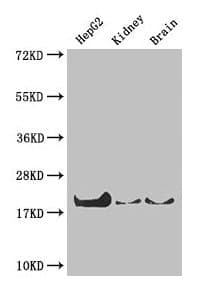 IHC-plus™ PPIA / Cyclophilin A Antibody