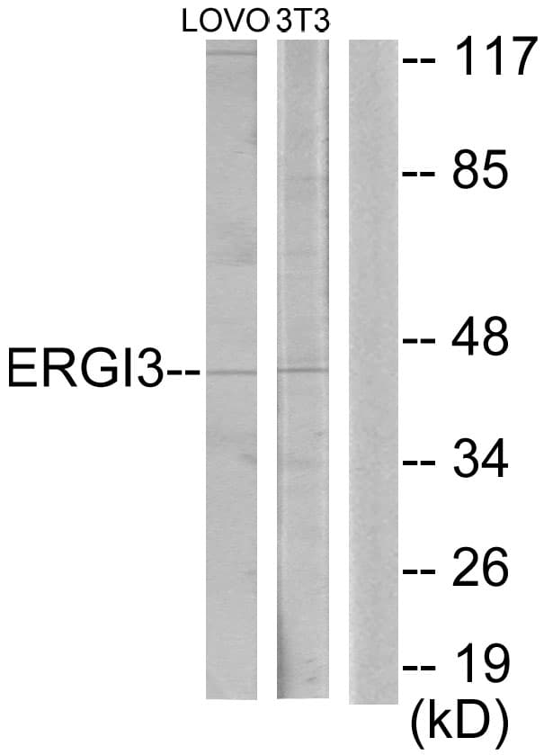ERGIC3 Antibody (aa321-370)