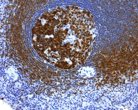 POU2AF1 / BOB1 Antibody (clone UMAB219, Carrier-free)