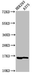 HIST1H3A Antibody