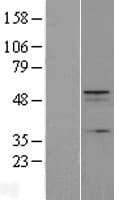 C12orf34 Protein (Over-Expression Lysate Myc-DDK (Flag))