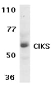 TRAF3IP2 / ACT1 Antibody