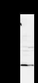Monoclonal Mouse anti-Human VAX2 Antibody (clone VAX2A8F12, IF, WB)