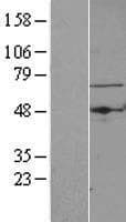 TBRG4 Protein (Over-Expression Lysate Myc-DDK (Flag))