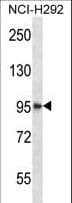 HDAC4 Antibody (aa1049-1077)