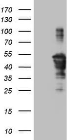 TCP10 Antibody (clone OTI2C2, Carrier-free)