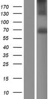 Human ACHE / Acetylcholinesterase Protein (Over-Expression Lysate Myc-DDK (Flag))