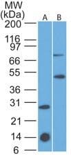 IL7R / CD127 Antibody (aa145-235, clone 73N8F2, Azide-free)