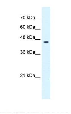 GLIS3 Antibody (C-Terminus)