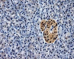ELAVL1 / HUR Antibody (clone OTI14F4)