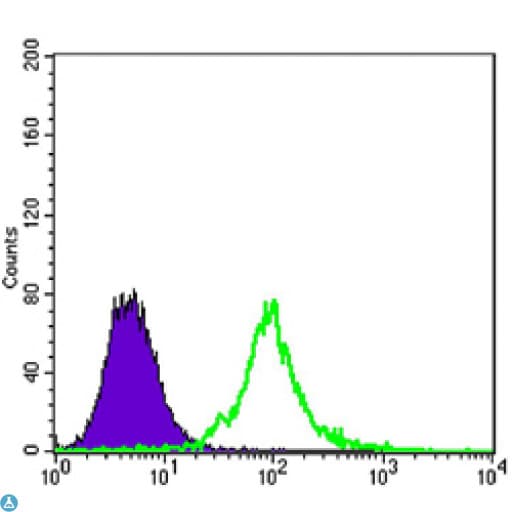 KLHL13 Antibody