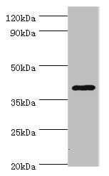HDAC11 Antibody (aa1-347)