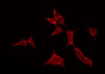 GABRA4 Antibody