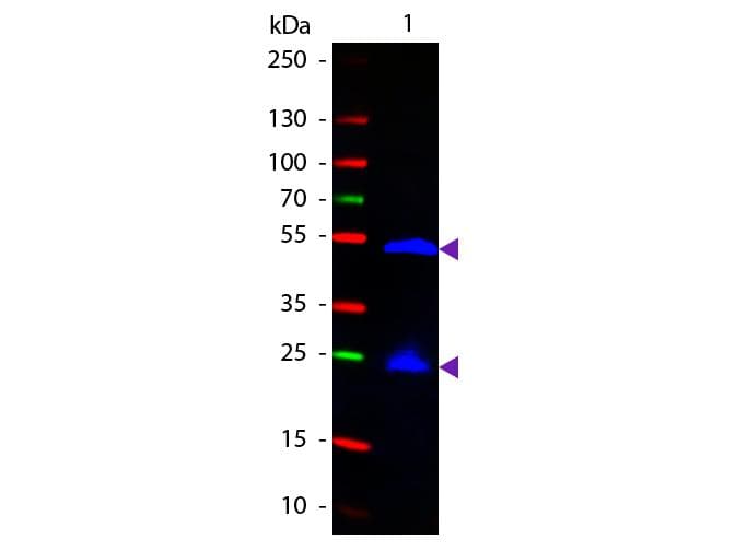 Goat Anti-Rat IgG Secondary Antibody (FITC)