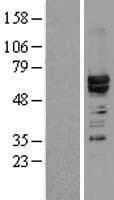 HNRNPL / hnRNP L Protein (Over-Expression Lysate Myc-DDK (Flag))