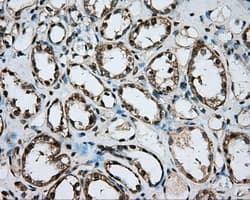 Basigin / Emmprin / CD147 Antibody (clone OTI3E9)