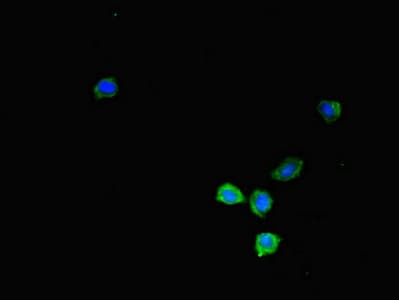KIR2DL3 / CD152B2 Antibody