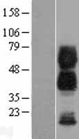 CD300A Protein (Over-Expression Lysate Myc-DDK (Flag))
