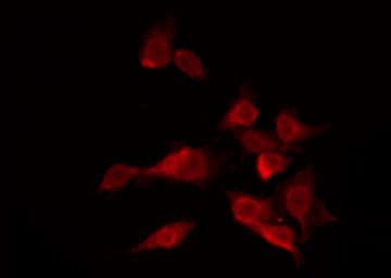 OR13C3 Antibody