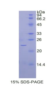 Bovine BMP4 Protein (Recombinant His)