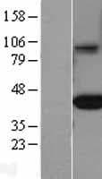 FCGRT / FCRN Protein (Over-Expression Lysate Myc-DDK (Flag))