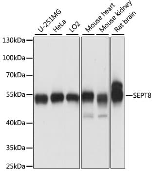 Polyclonal Rabbit anti-Human SEPT8 / Septin 8 Antibody (WB)