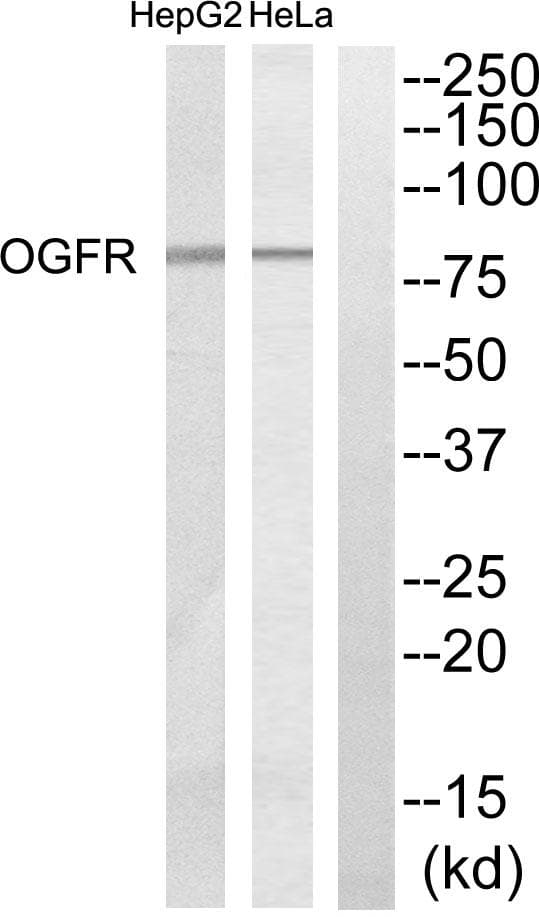 OGFR Antibody