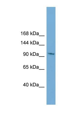 STK31 Antibody (aa215-264)