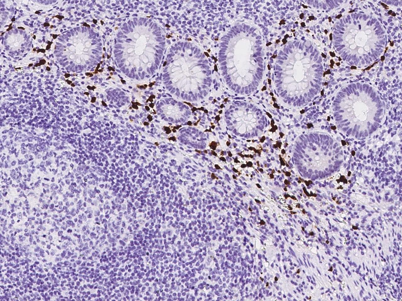 IL2RG / CD132 Antibody (Preservative Free)