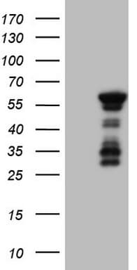 BHLHE41 / BHLHB3 / SHARP1 Antibody (aa1-297, clone OTI3H4)