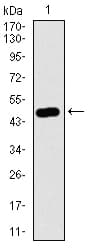 C17orf53 Antibody (aa282-527, clone 5F3H1)