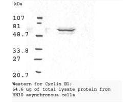 CCNB1 / Cyclin B1 Antibody