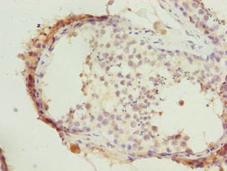 HERC6 Antibody