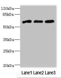 Polyclonal Rabbit anti-Human NRXN3 Antibody (IHC, WB)