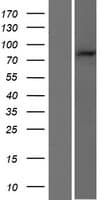 PARP9 Protein (Over-Expression Lysate Myc-DDK (Flag))