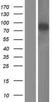 Human GRAMD1B Protein (Over-Expression Lysate Myc-DDK (Flag))