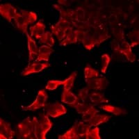 TLR7 / CD287 Antibody