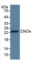 GPX3 Antibody (aa3-72, APC)