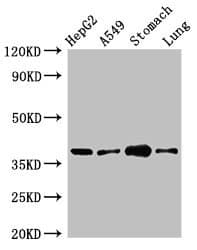 PARD6A / PAR6 Antibody