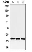 Polyclonal Rabbit anti-Human CREG / CREG1 Antibody (C-Terminus, WB)