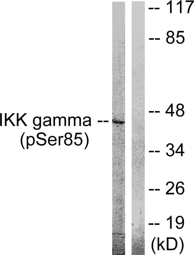 IKBKG / NEMO / IKK Gamma Antibody (phospho-Ser85)