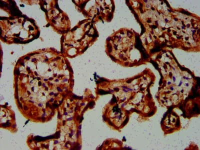 Polyclonal Rabbit anti-Human CHST3 Antibody (IHC, IF)